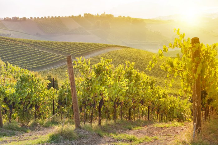 Die Weinreben wachsen in Reihen auf sanften Hügeln, während die Sonne die Szene in ein warmes Licht hüllt.